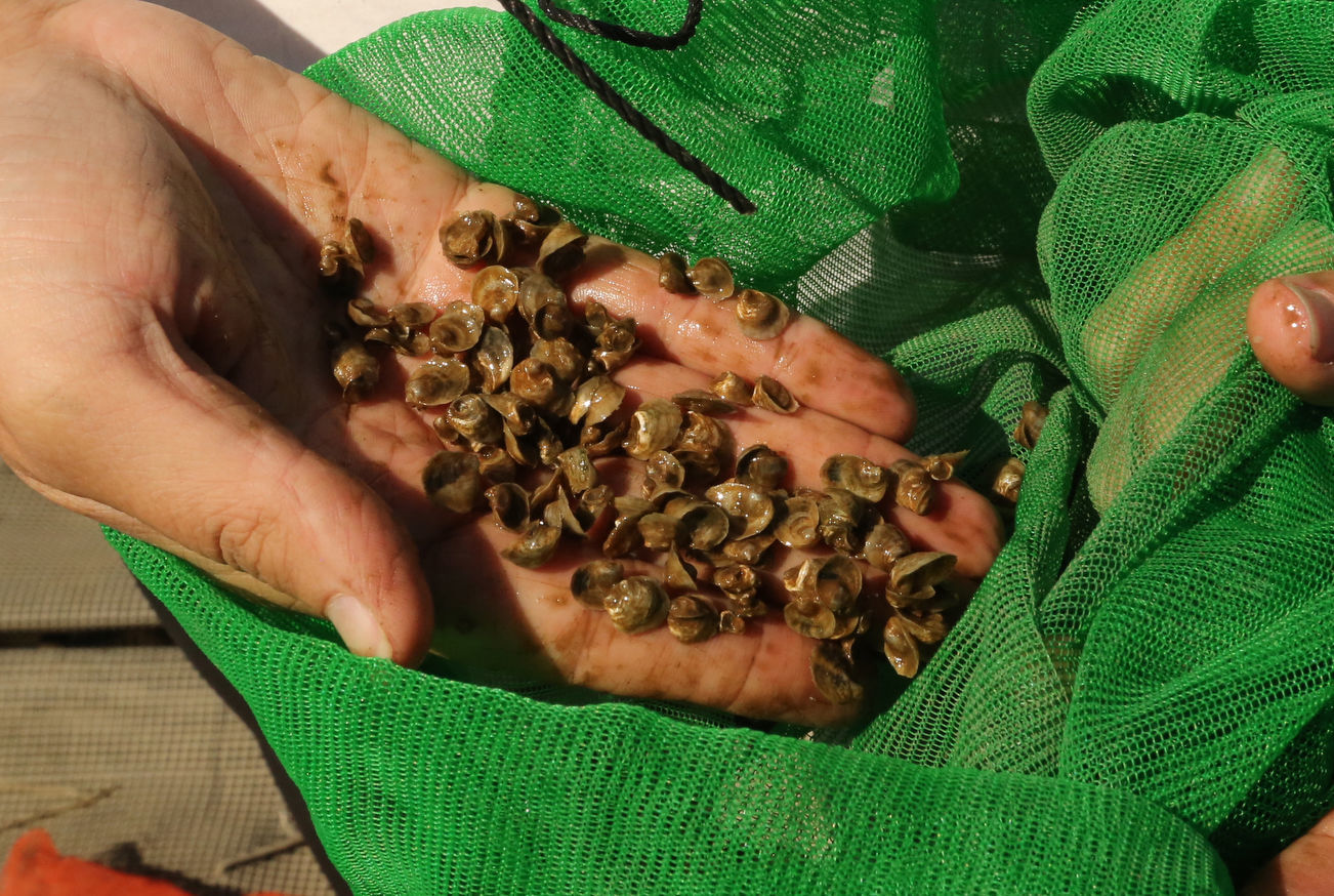 Delaware Bay Oyster Farming
